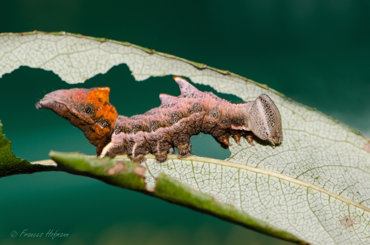 Notodontia ziczac - Zick-Zack-Spinner