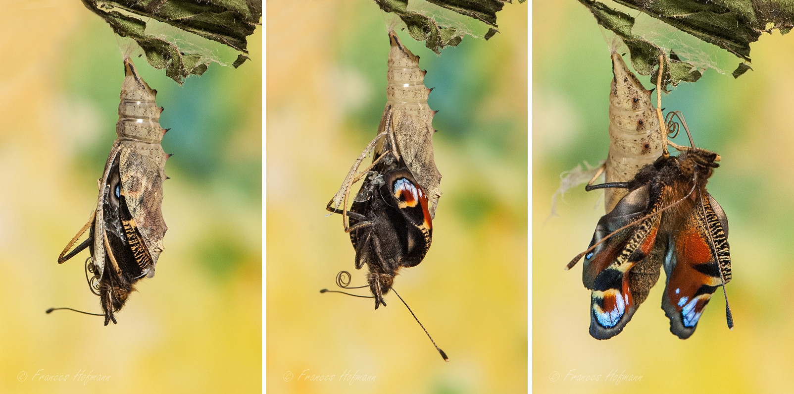 Inachis io - Tagpfauenauge