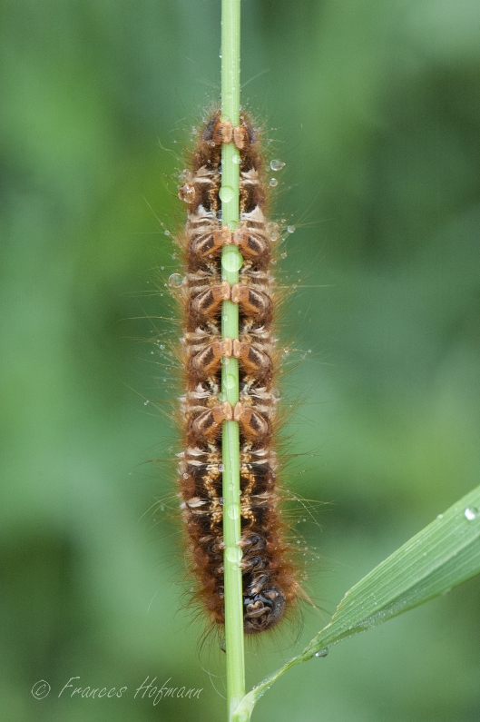 Euthrix potatoria - Trinkerin (Grasglucke)