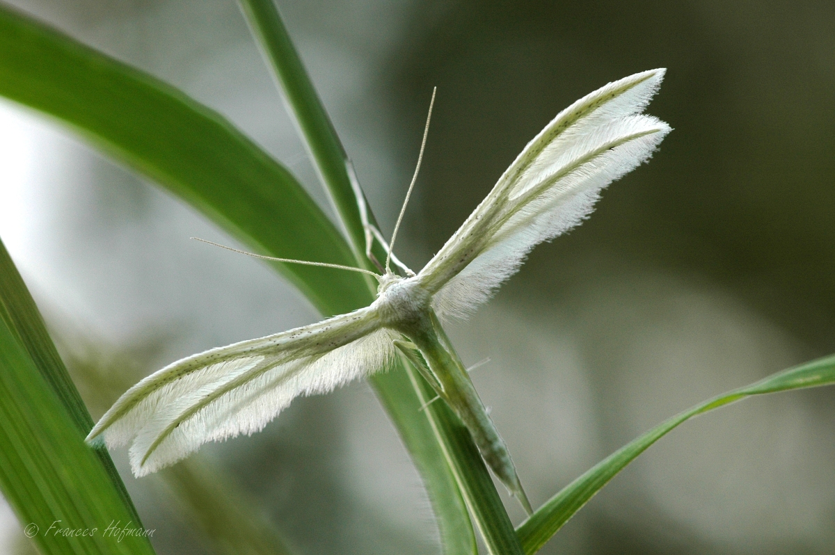 Pterophorus pentadactylus - Federgeistchen
