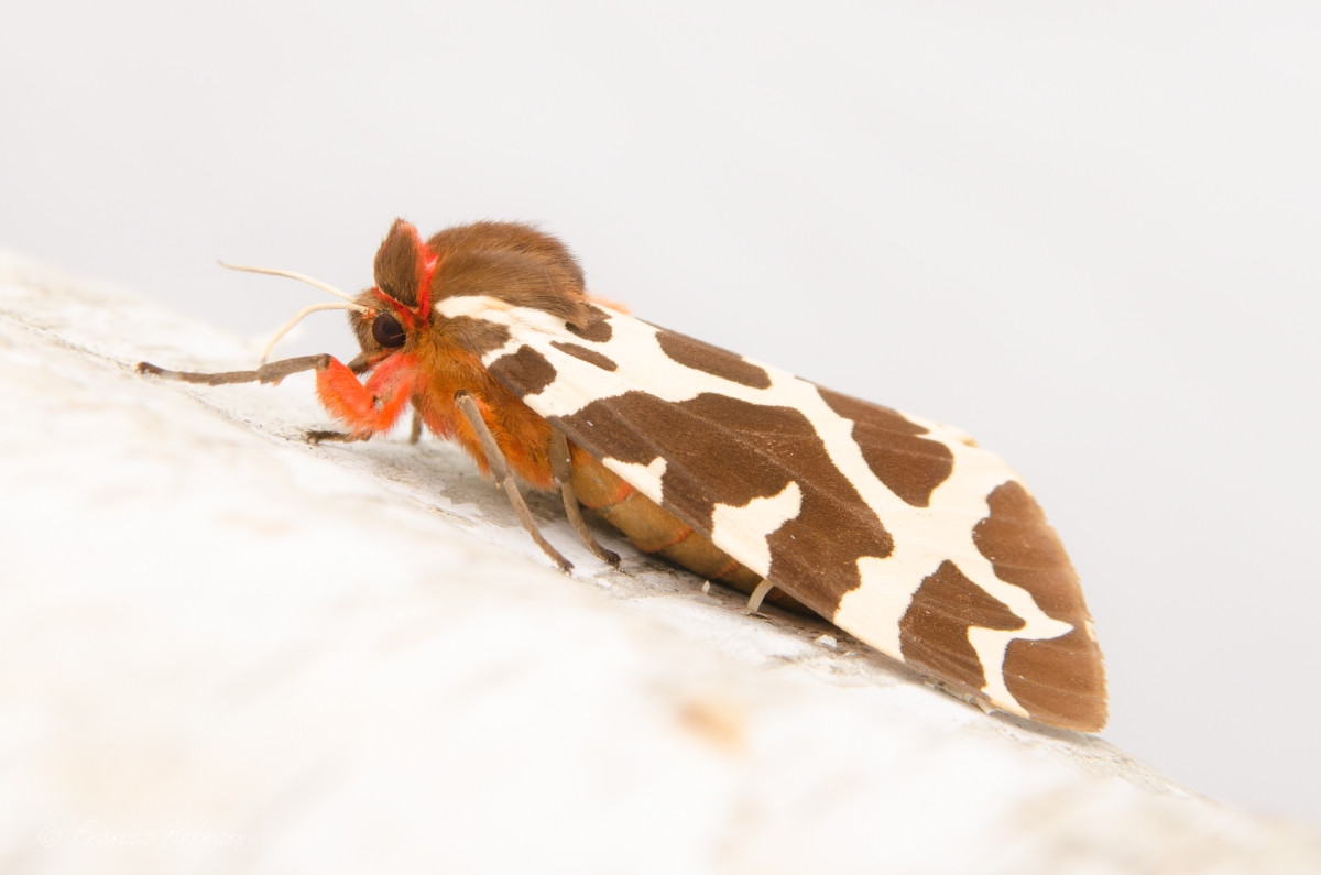 Arctia caja - Brauner Bär