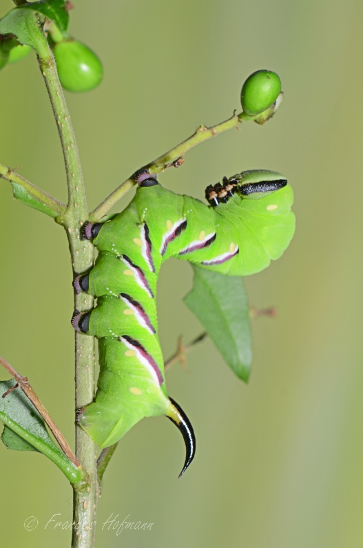 Sphinx ligustri - Ligusterschwärmer 