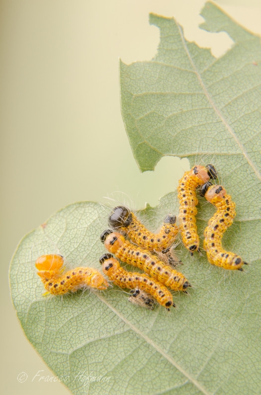 Phalera bucephala - Mondvogel