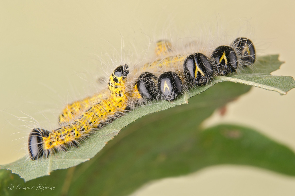 Phalera bucephala - Mondvogel