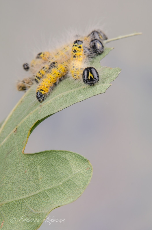 Phalera bucephala - Mondvogel