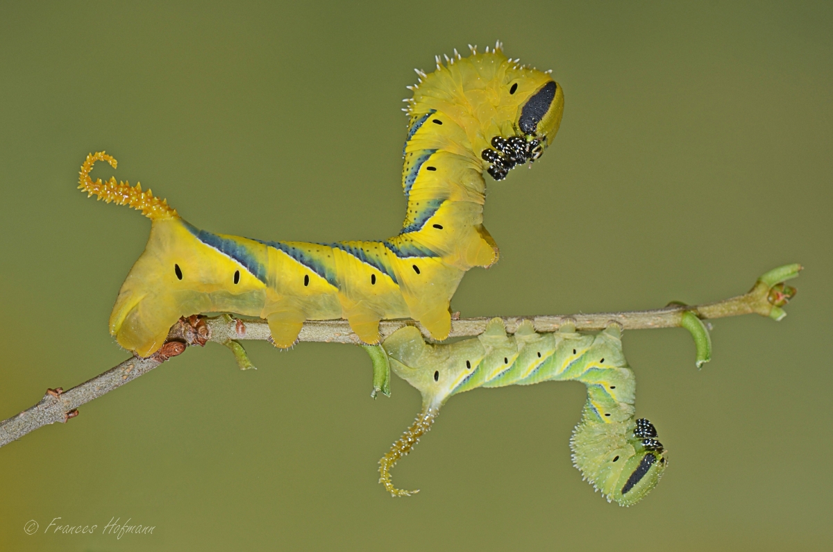 Acherontia atropos - Totenkopfschwärmer