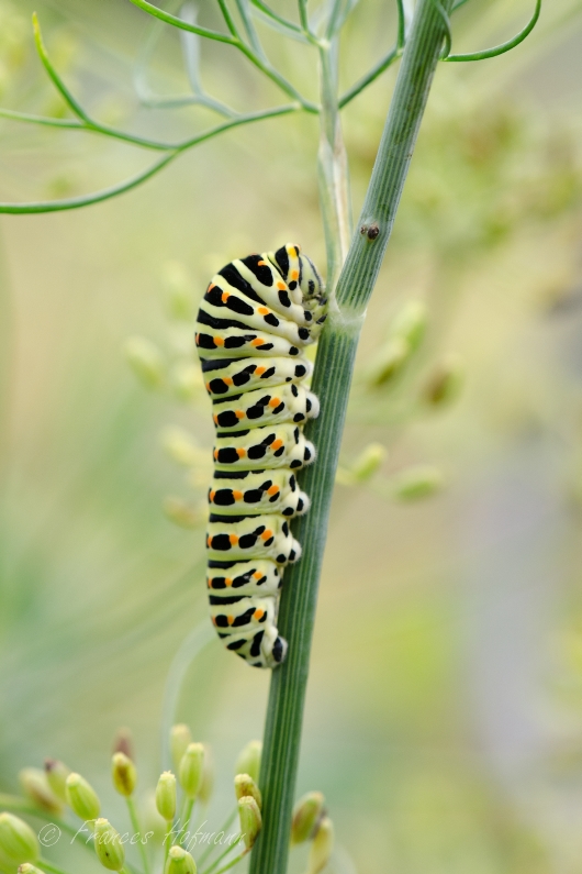 Papilio machaon - Schwalbenschwanz