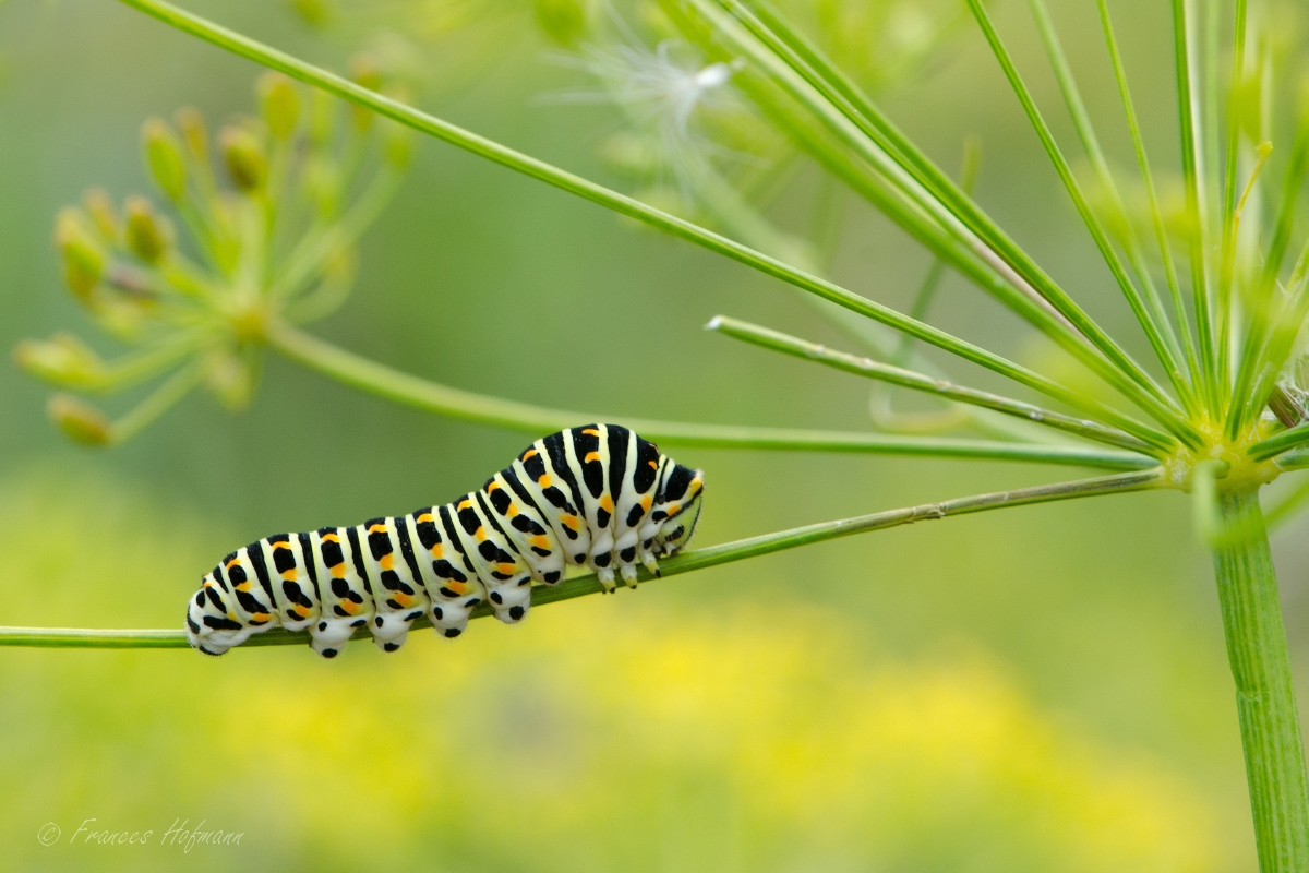 Papilio machaon - Schwalbenschwanz