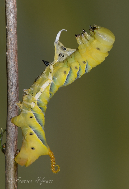 Acherontia atropos - Totenkopfschwärmer