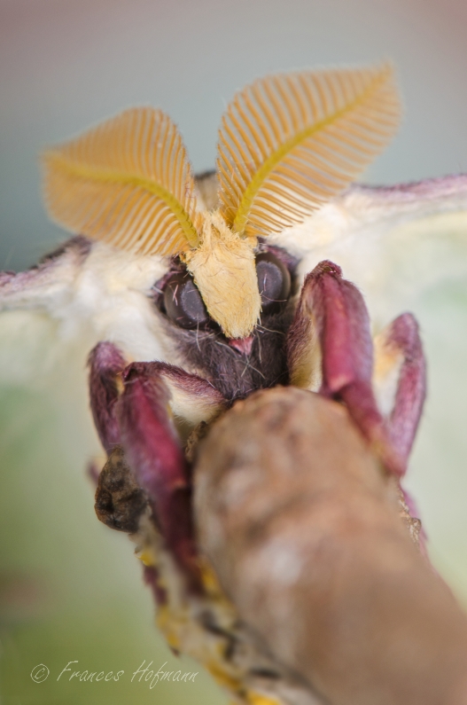 Actias luna - Mondseidenspinner