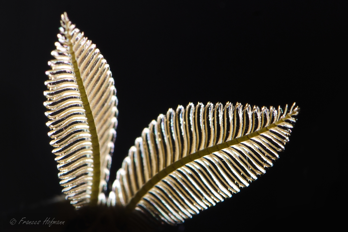 Actias Luna - Mondseidenspinner