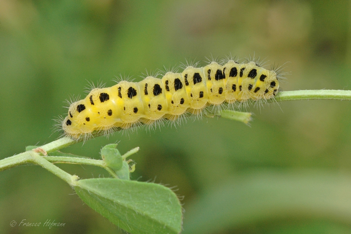Zygaena filipendulae - Sechsfleck-Widderchen
