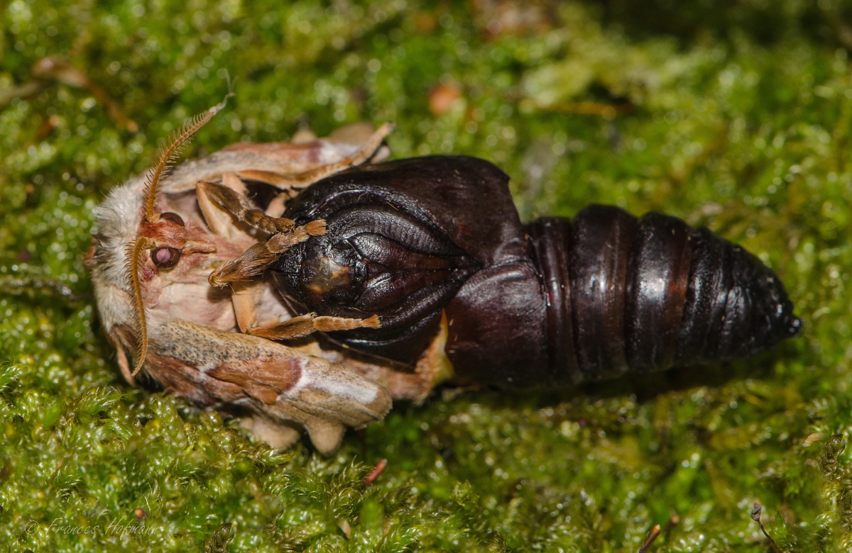 Smerinthus ocellata - Abendpfauenauge