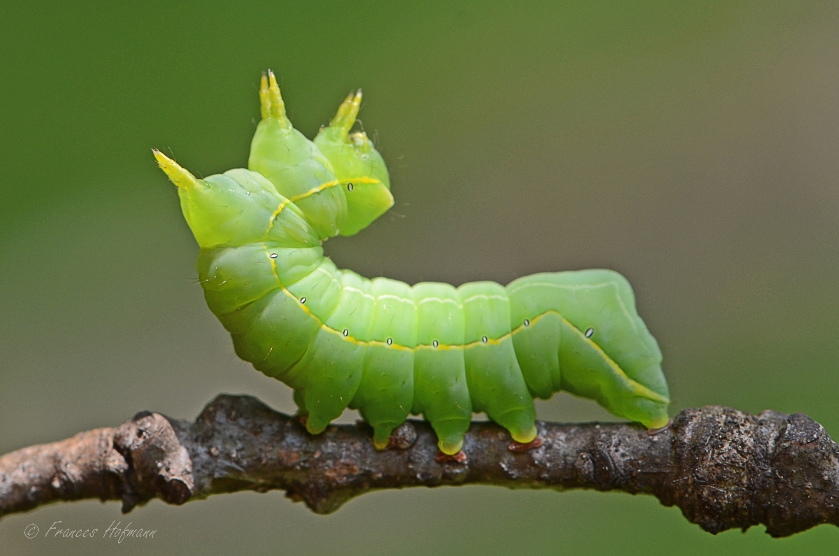 Asteroscopus sphinx - Sphinxeule