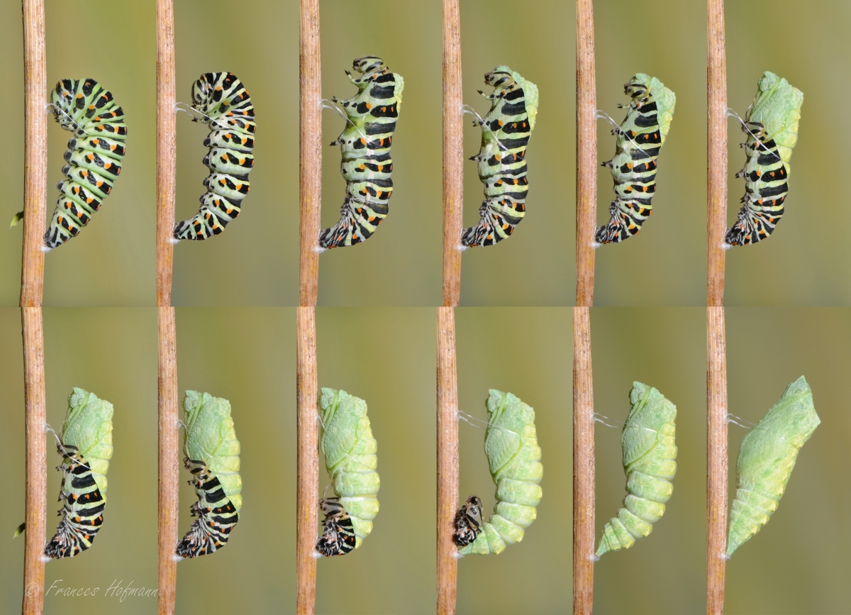 Papilio machaon - Schwalbenschwanz