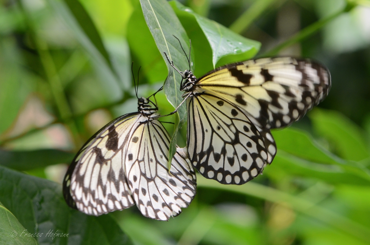 Idea leuconoe - weiße Baumnymphe